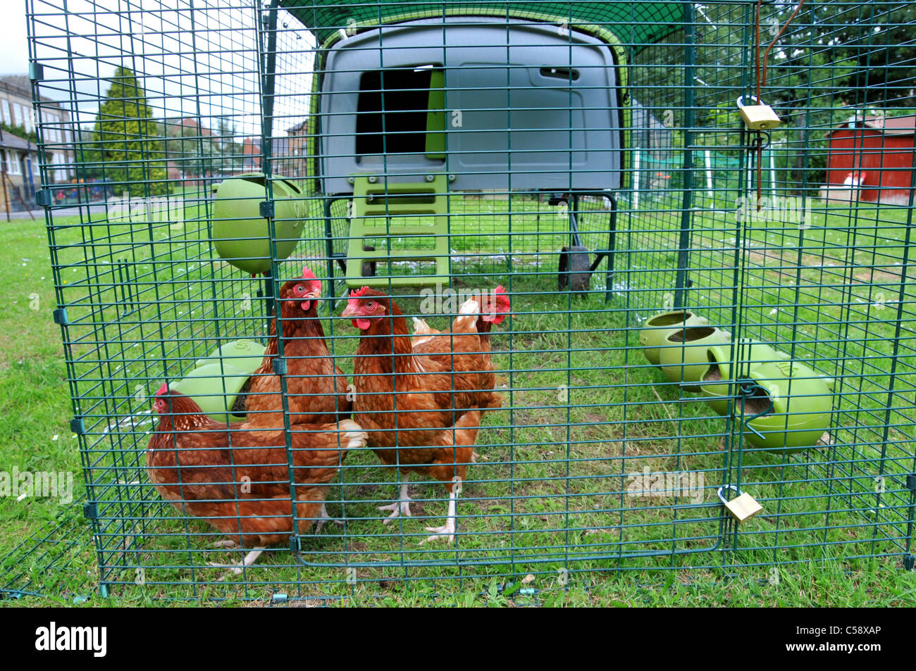 Omlet Chicken coop chicken house chickens eggs laying feeding housing Stock Photo