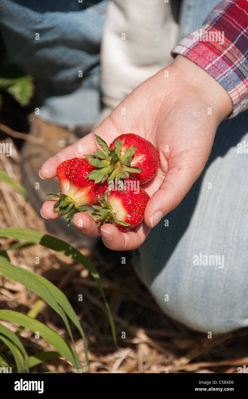 Womans hand holding freshly picked strawberries in Vermont Stock Photo ...
