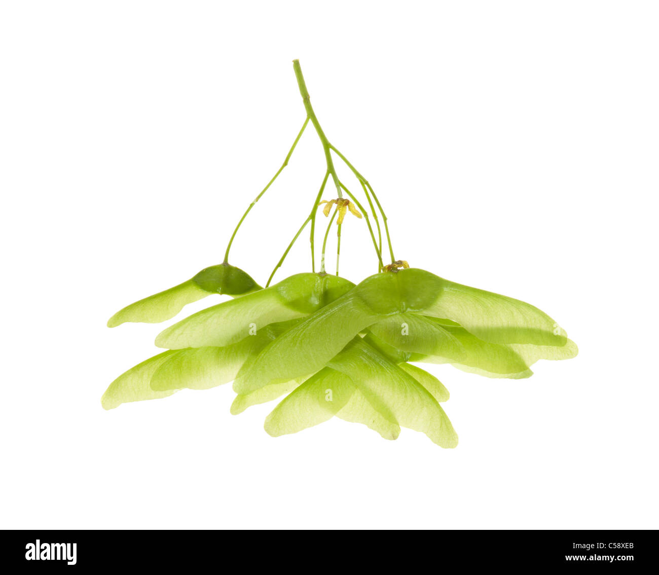 maple seeds, isolated on white Stock Photo