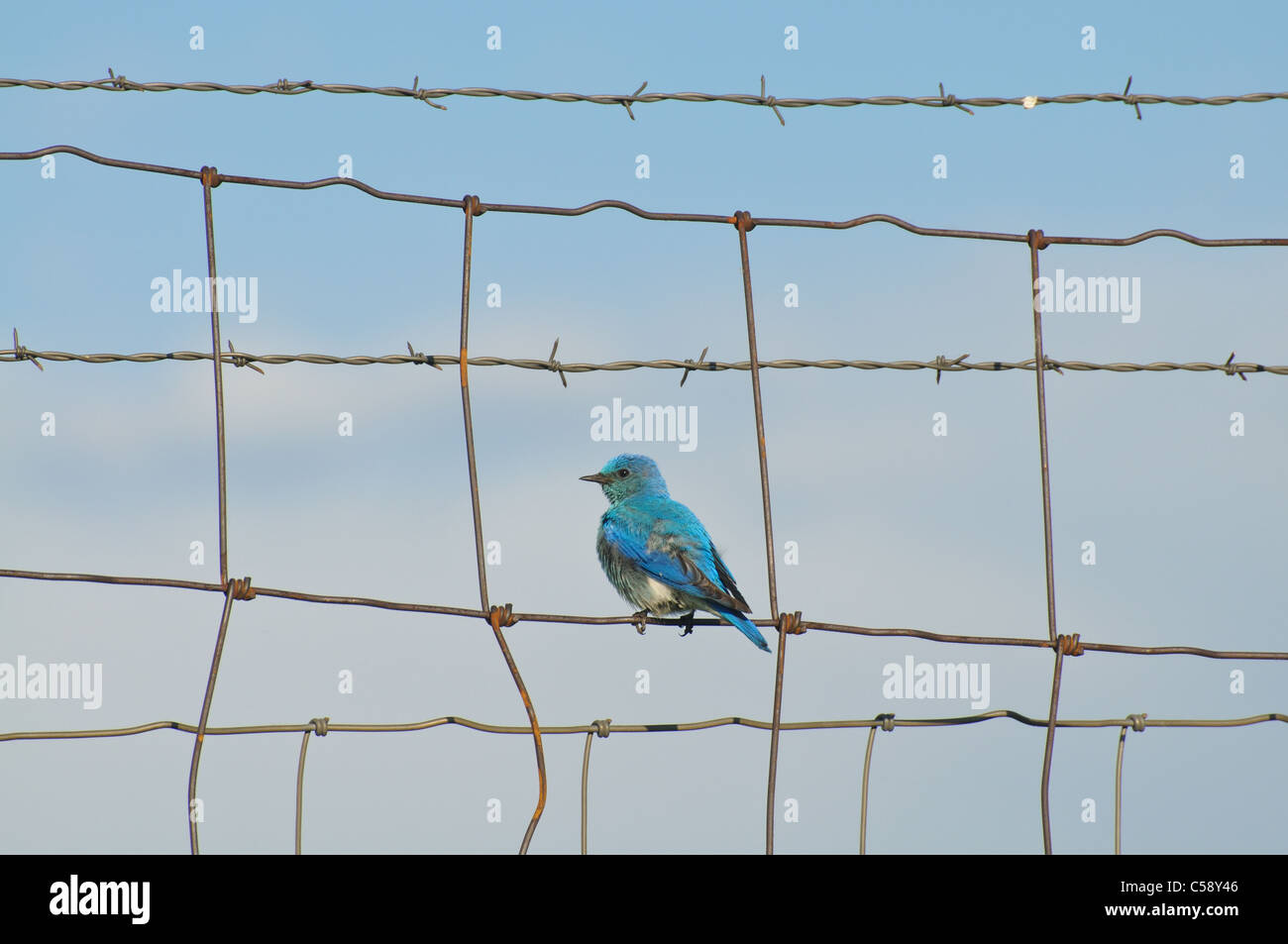 A Western Bluebird, scientific name Sialia mexicana, sits perched on a