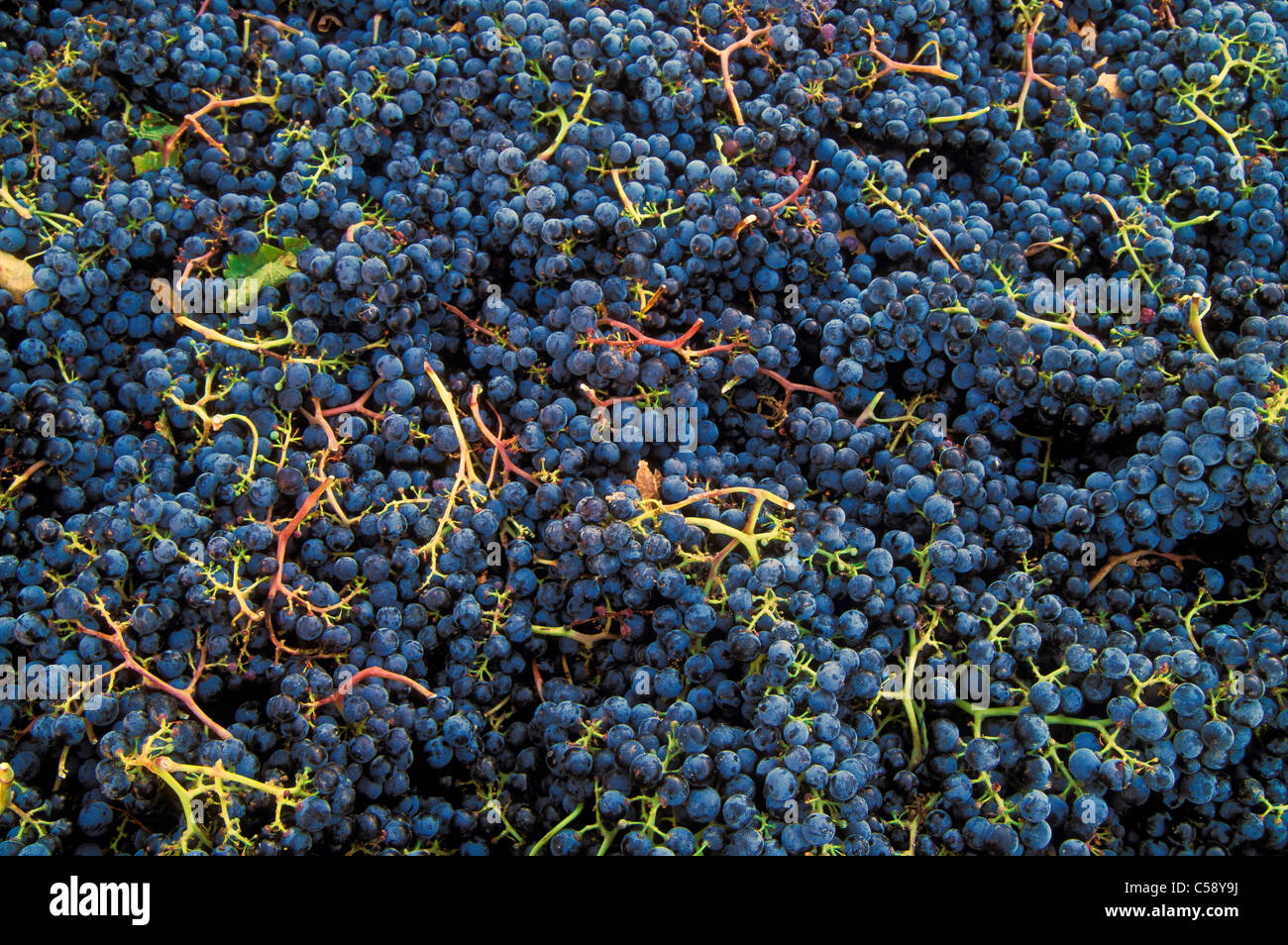 Merlot wine ready crush bonair hires stock photography and images Alamy