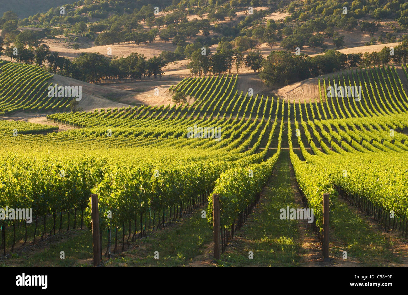 Del Rio Vineyards, with oak tree covered hills behind; Gold Hill, Rogue River Valley, Oregon. Stock Photo