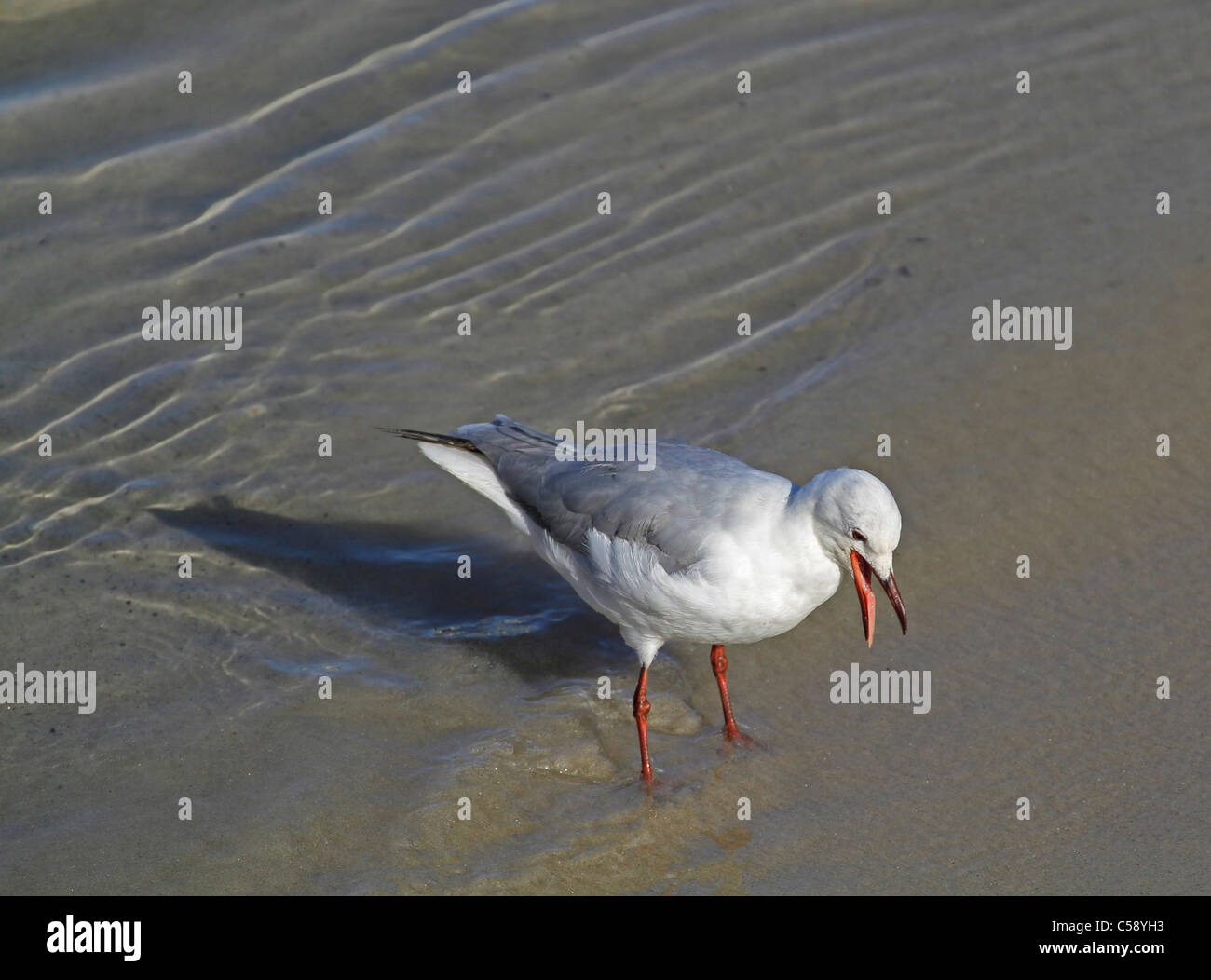 Hartlaub's Gull (Larus hartlaubii) squawking with tongue out, Hout Bay, Western Cape Province, South Africa. Stock Photo
