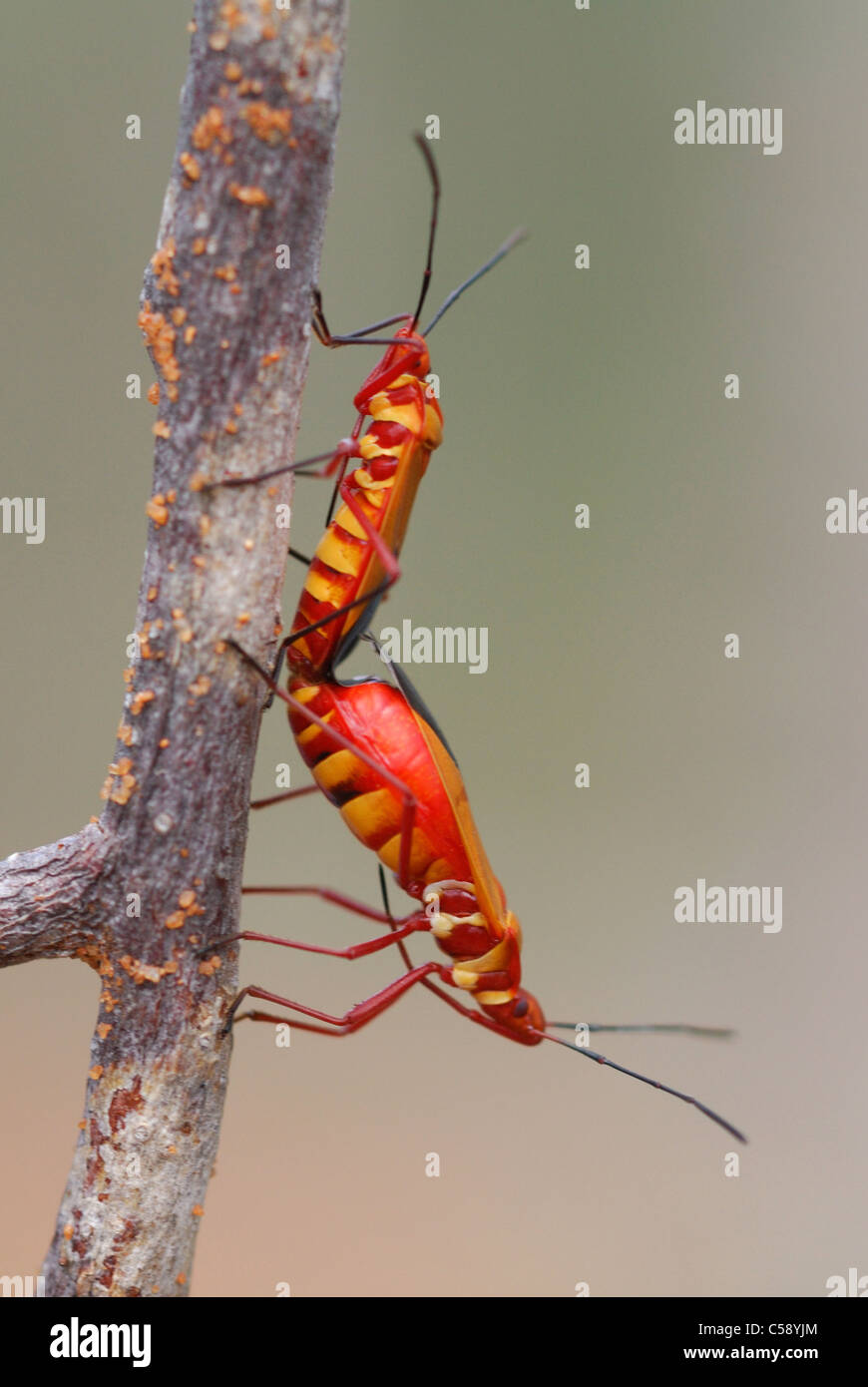 Cotton-stainer bugs (Dysdercus sp.) mating, Madagascar. Stock Photo