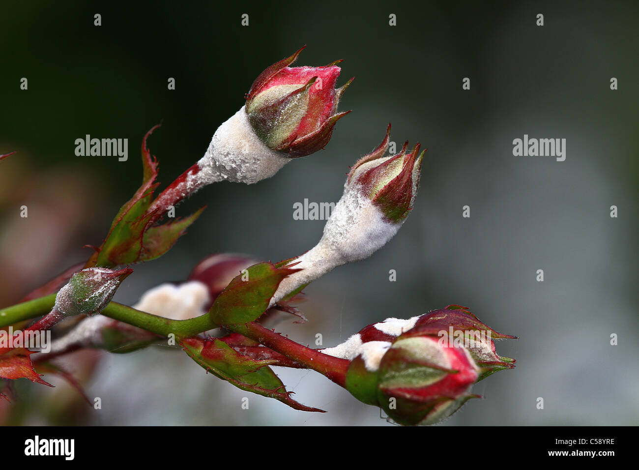 Mildew on rose buds. Stock Photo
