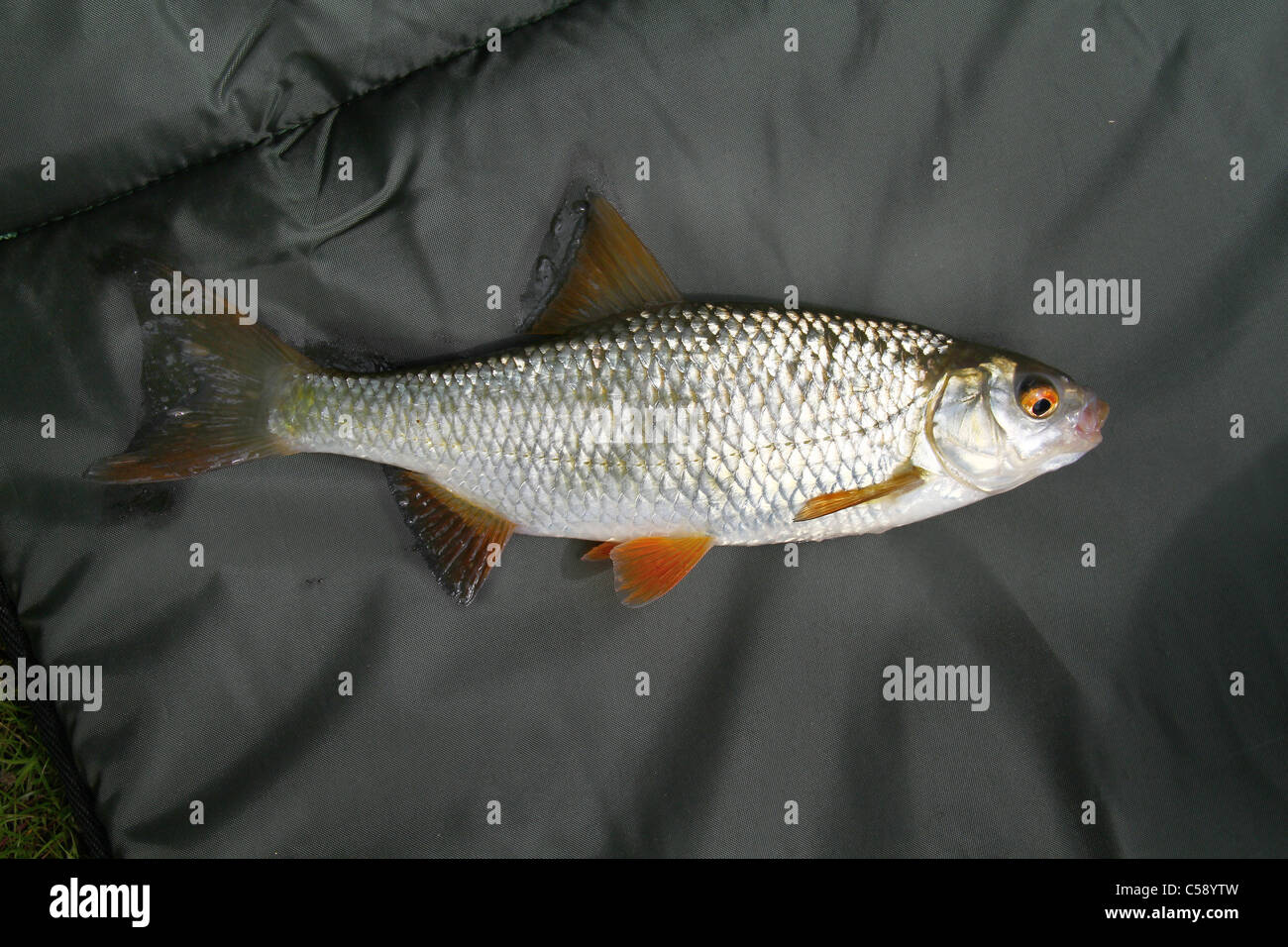 Small Roach caught in angling pond. Stock Photo