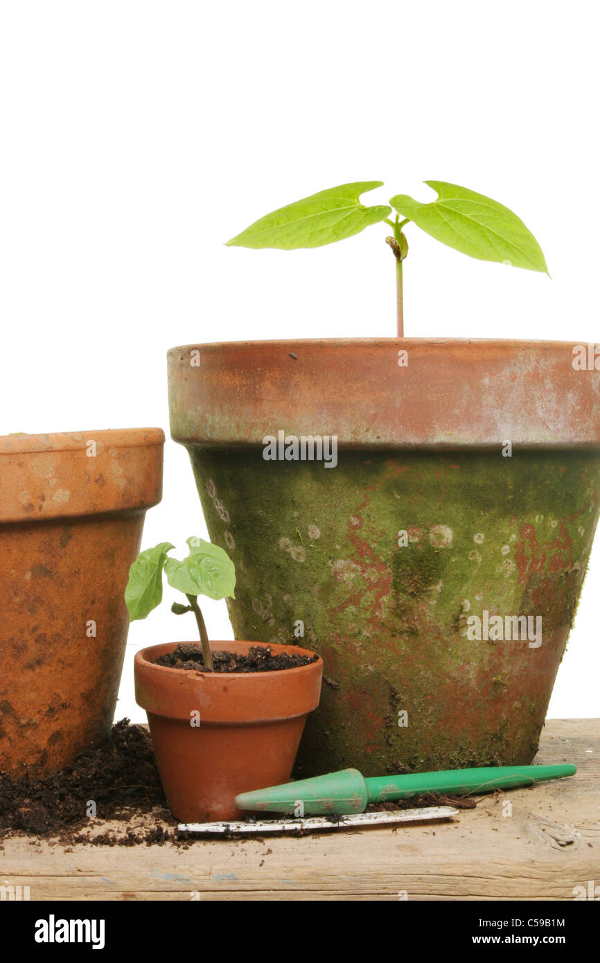 Climbing bean hi-res stock photography and images - Alamy