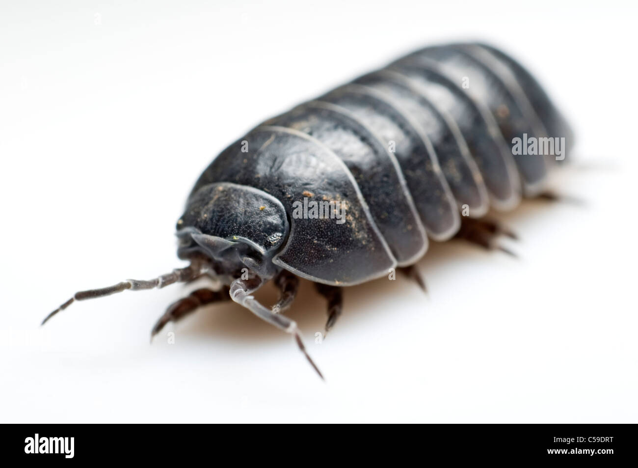 Woodlouse antenna hires stock photography and images Alamy