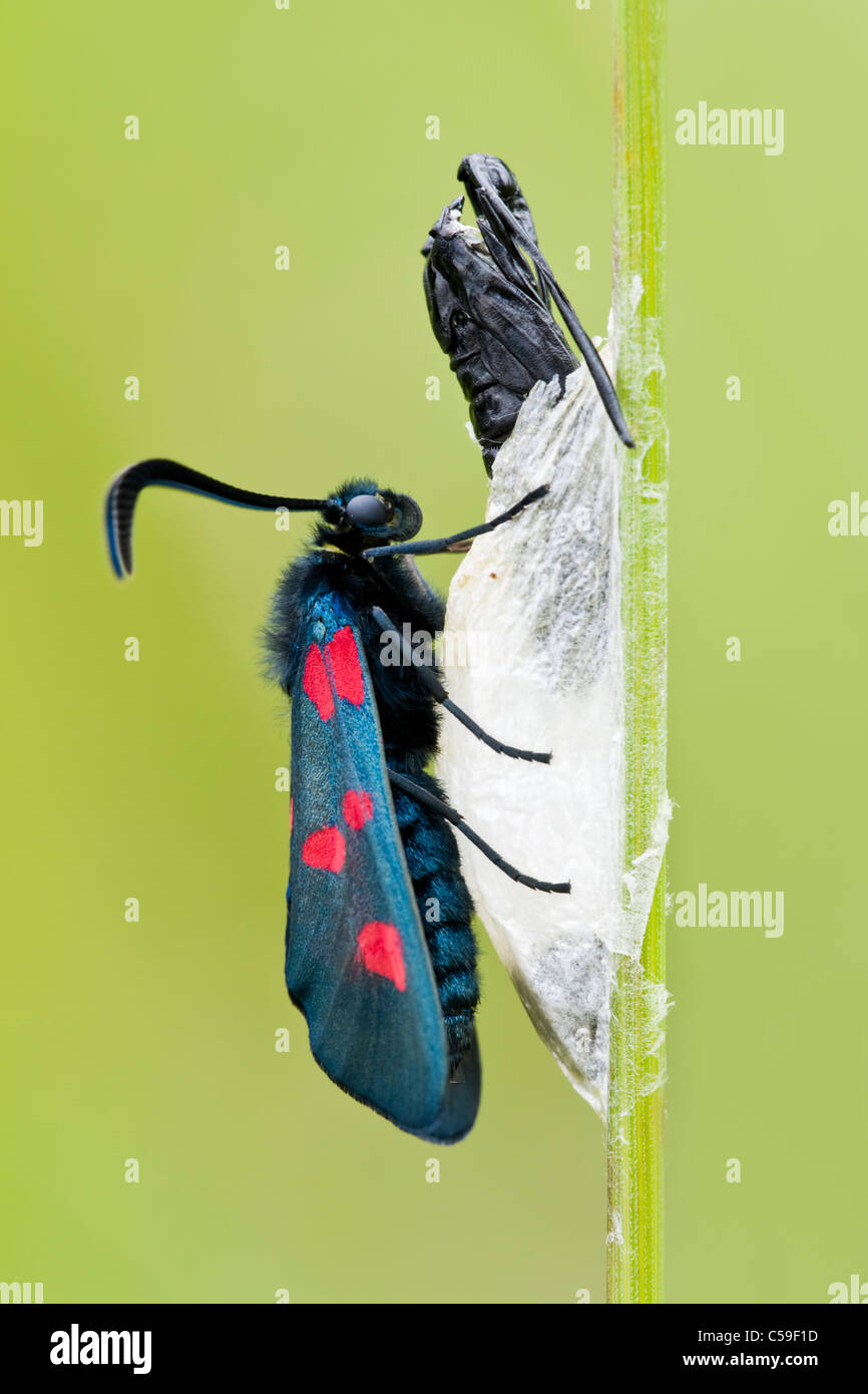 Five Spot Burnet moth rests on its paper cocoon after emerging from its pupa Stock Photo