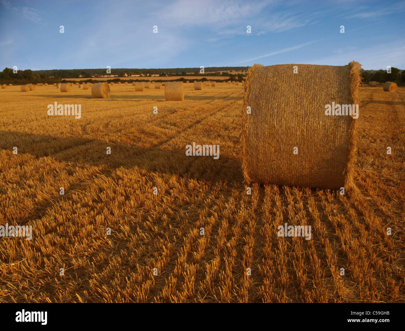Hey Field Stock Photo Alamy
