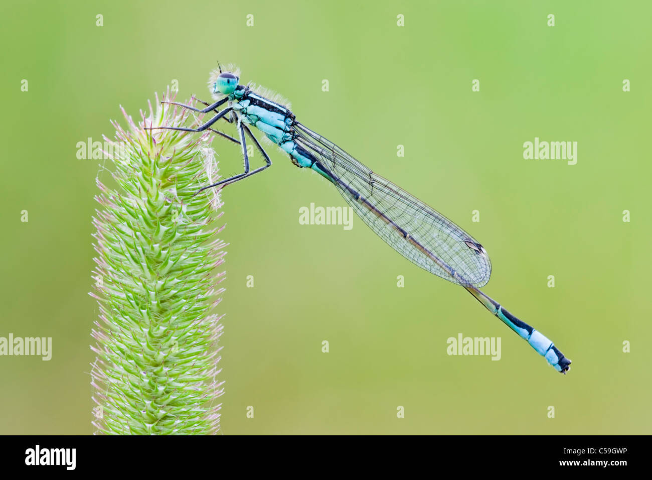 Blue Tailed Damselfly resting on flowering grass stem Stock Photo - Alamy