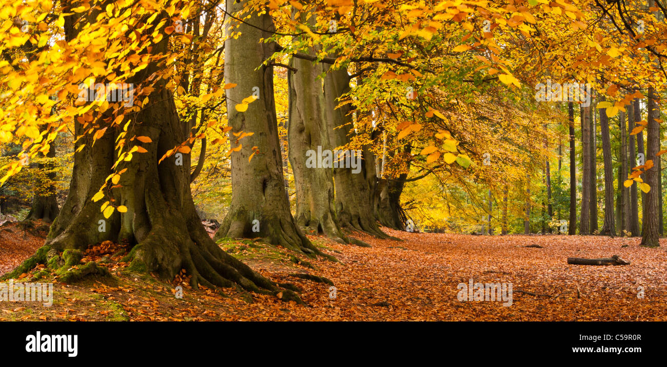 A cropped panoramic shot of the ancient beech avenue of Harlestone Firs with golden autumnal colours, Northamptonshire, England Stock Photo