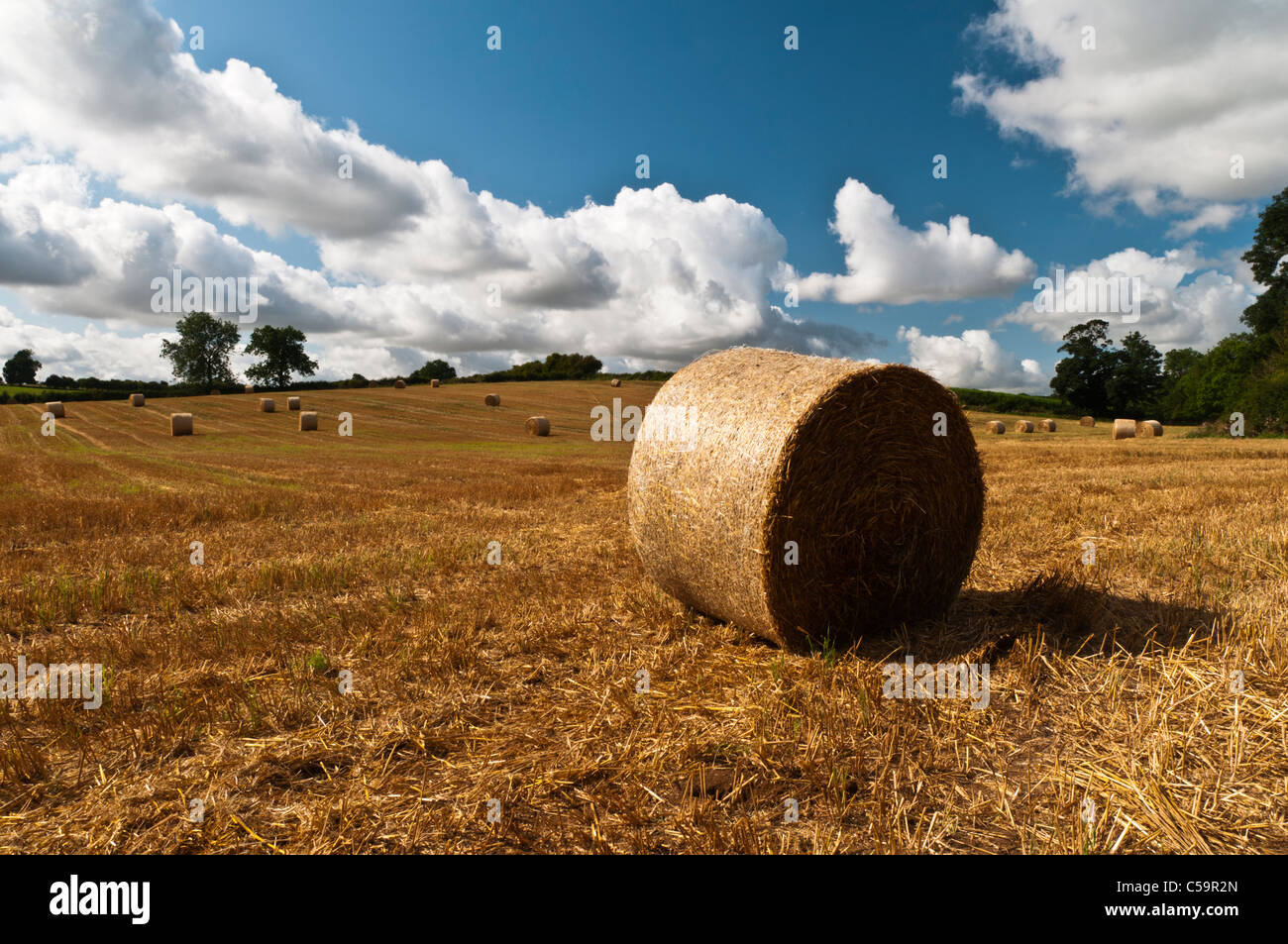 Round straw bales in a field of harvested Wheat with summer clouds ...