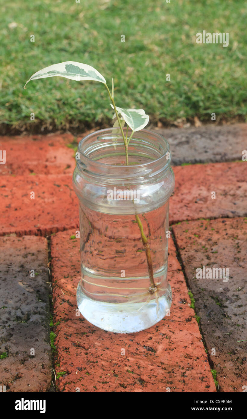 Plant Propagation of a Variegated Fig Tree. Photo 3 of 10: roots growing in jar of water. Stock Photo