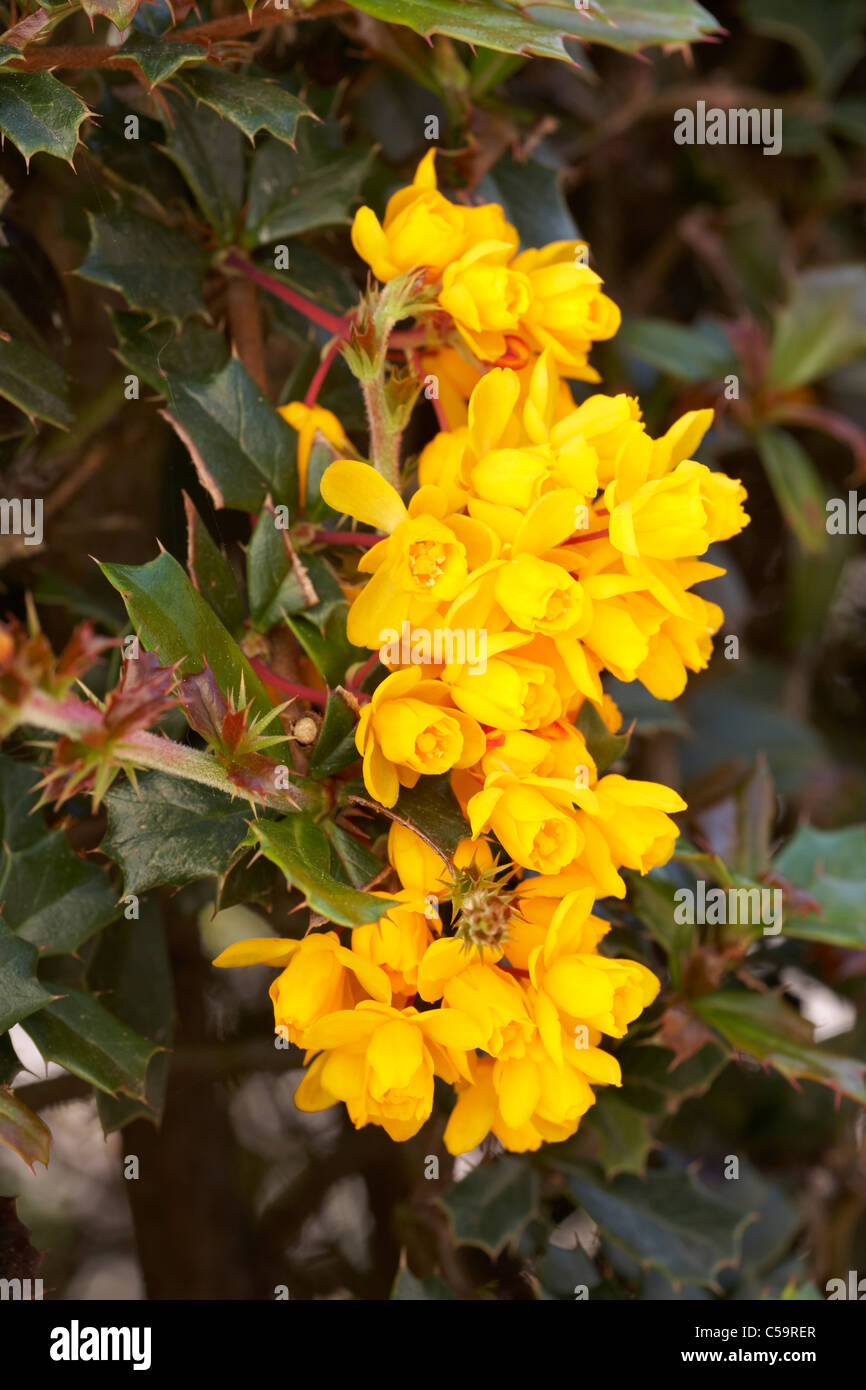 Berberis Darwinii Evergreen Shrub in flower Stock Photo