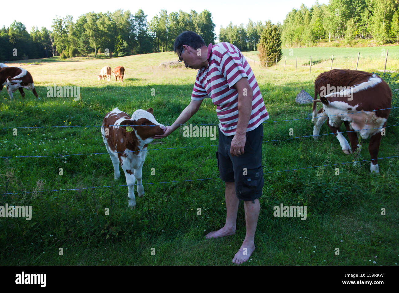Farmer with calf near fence i summer field pasture Stock Photo