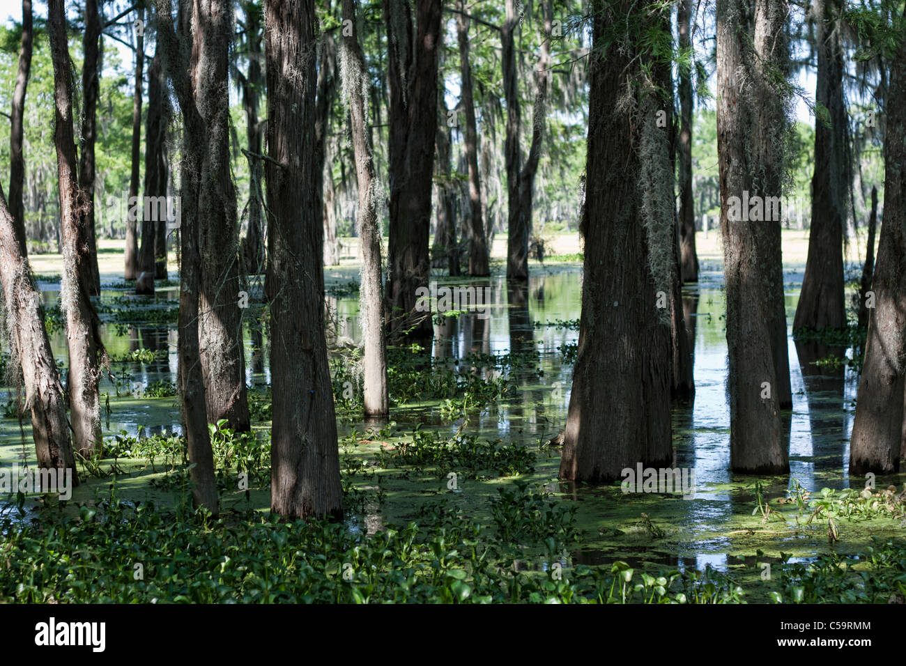 Atchafalaya River swamps near McGee's Landing, Louisiana Stock Photo