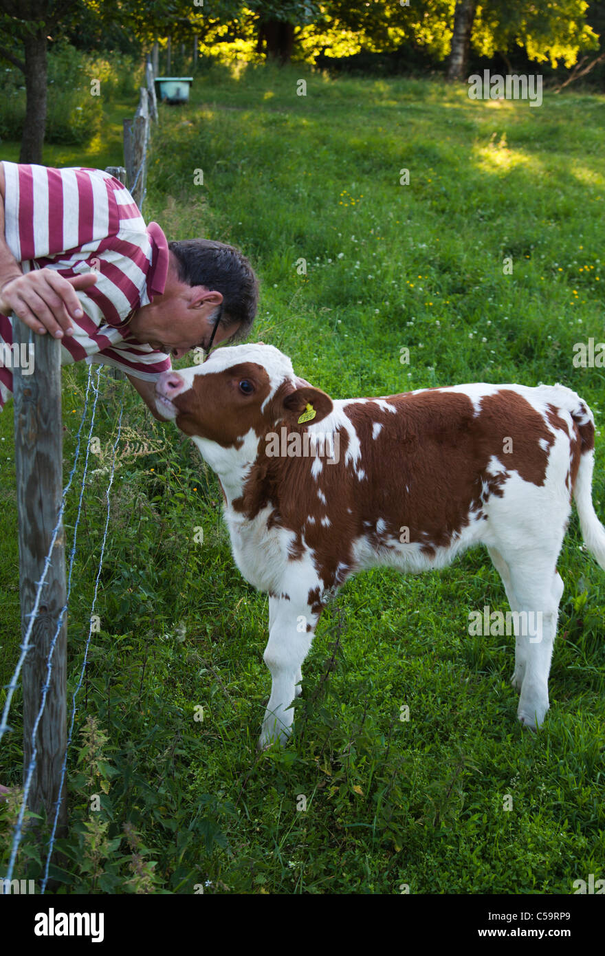 Farmer with calf near fence summer field pasture Stock Photo