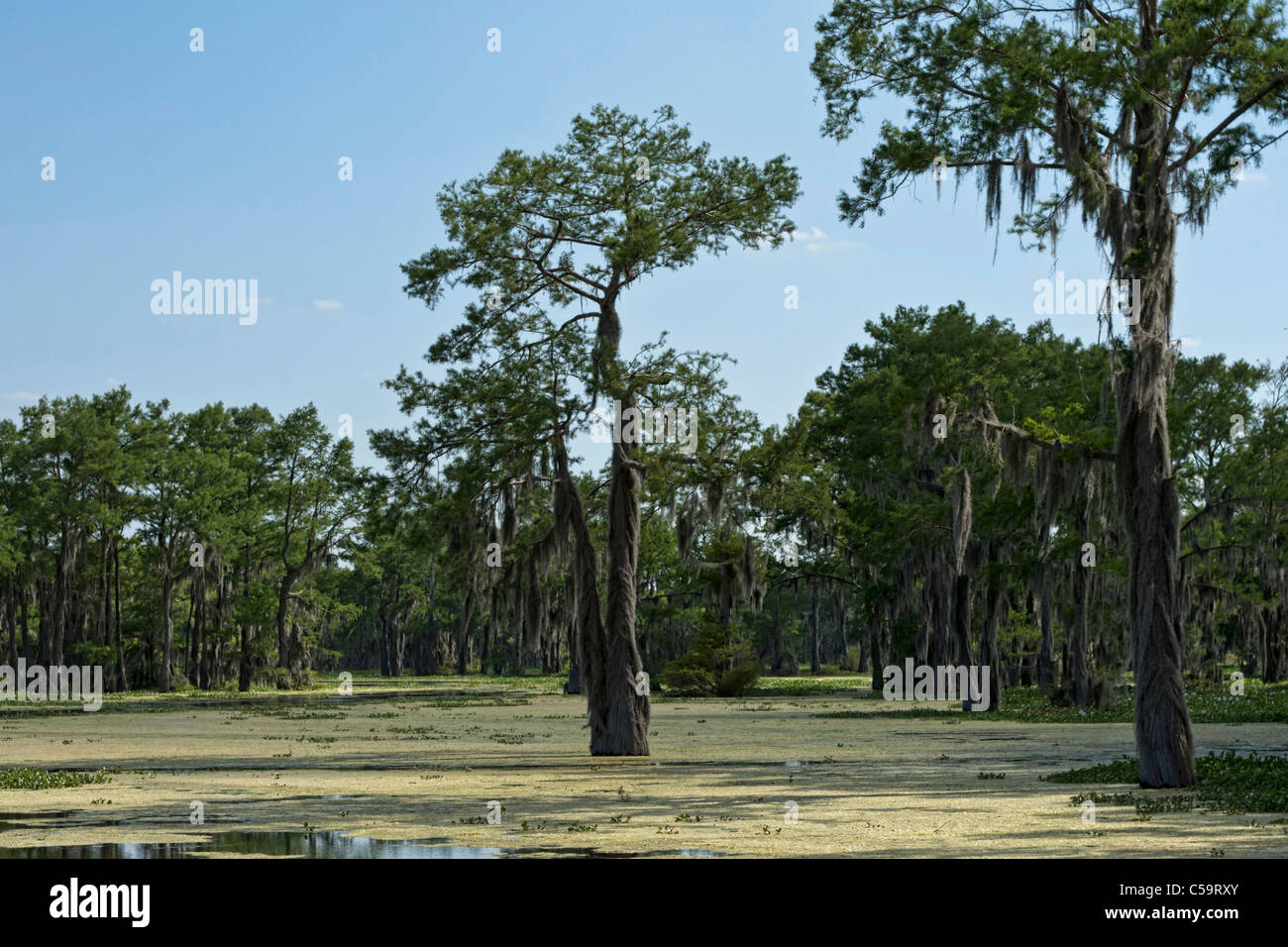 Atchafalaya River Swamps Near Mcgee's Landing, Louisiana Stock Photo 