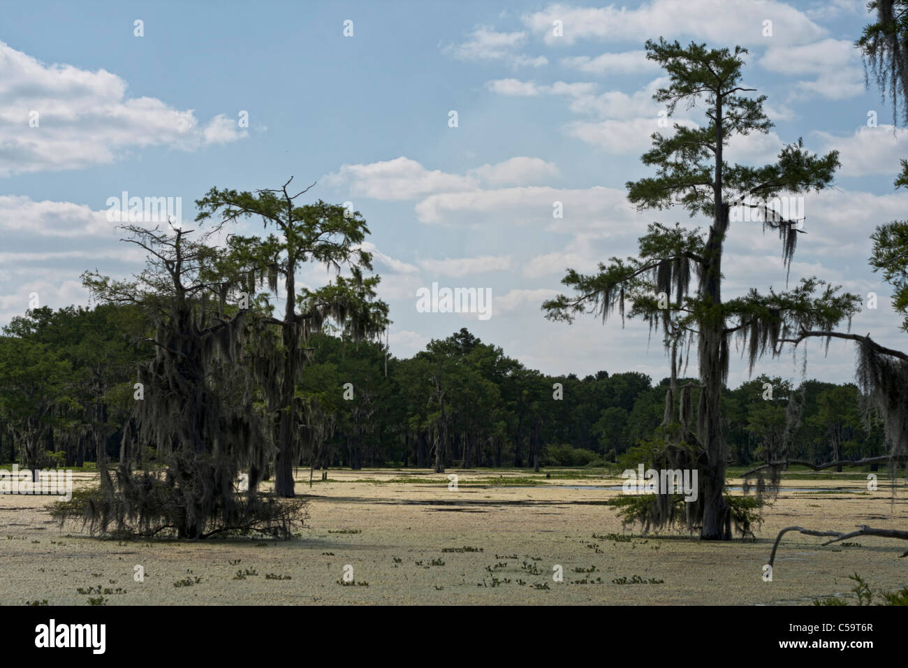 Atchafalaya River swamps near McGee's Landing, Louisiana Stock Photo