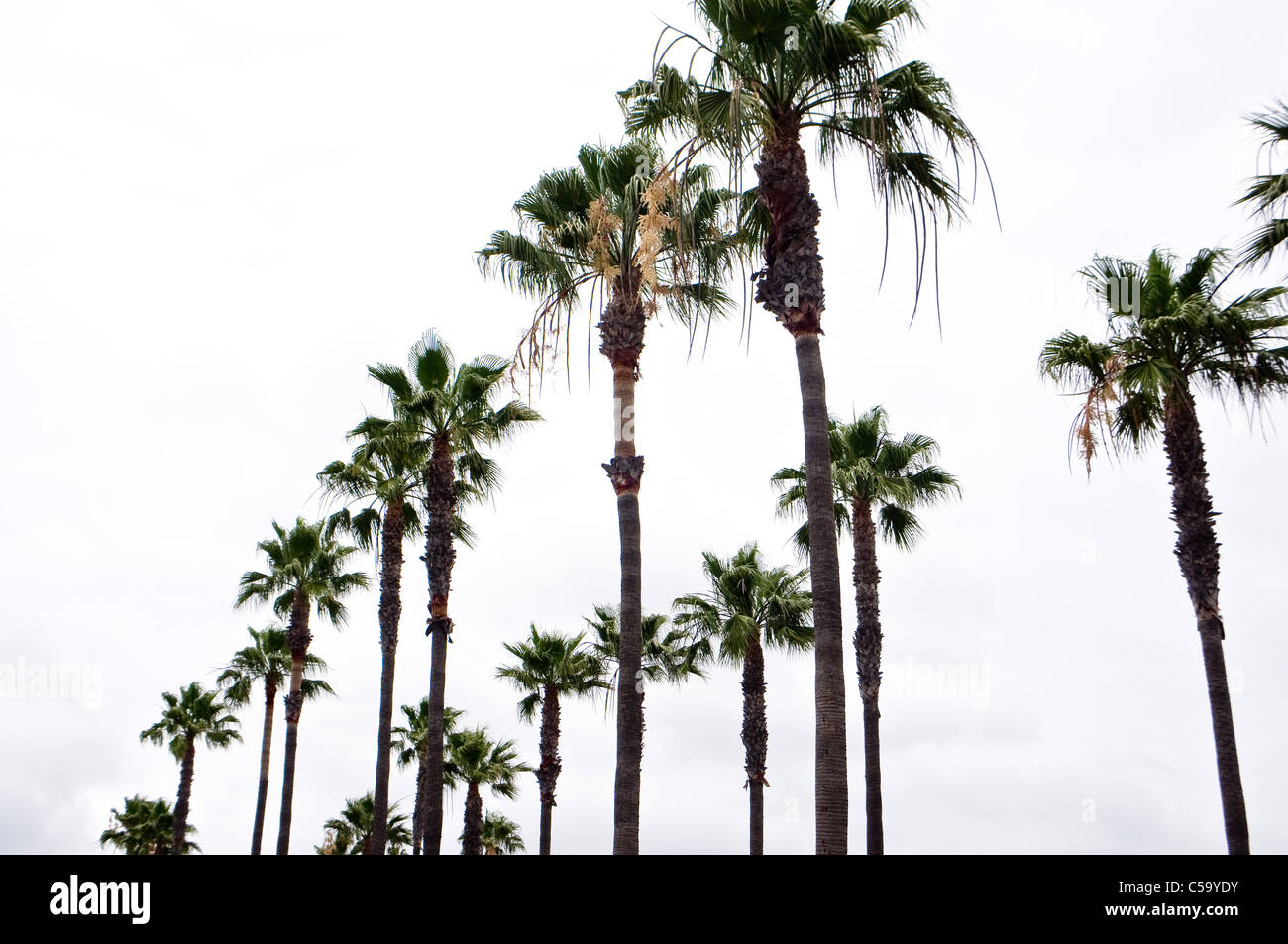 palm trees in Los Angeles Stock Photo Alamy