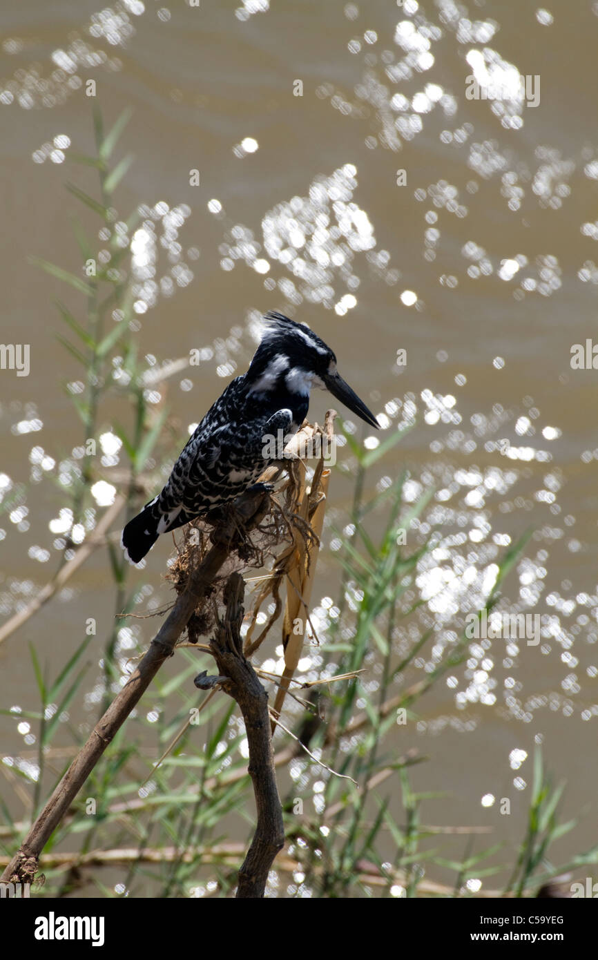 Pied kingfisher on Limpopo River Stock Photo