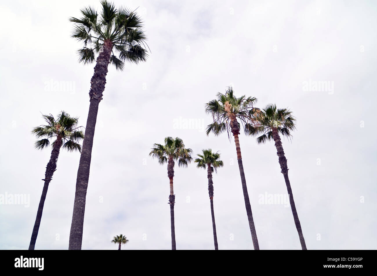 palm trees in Los Angeles, California Stock Photo Alamy
