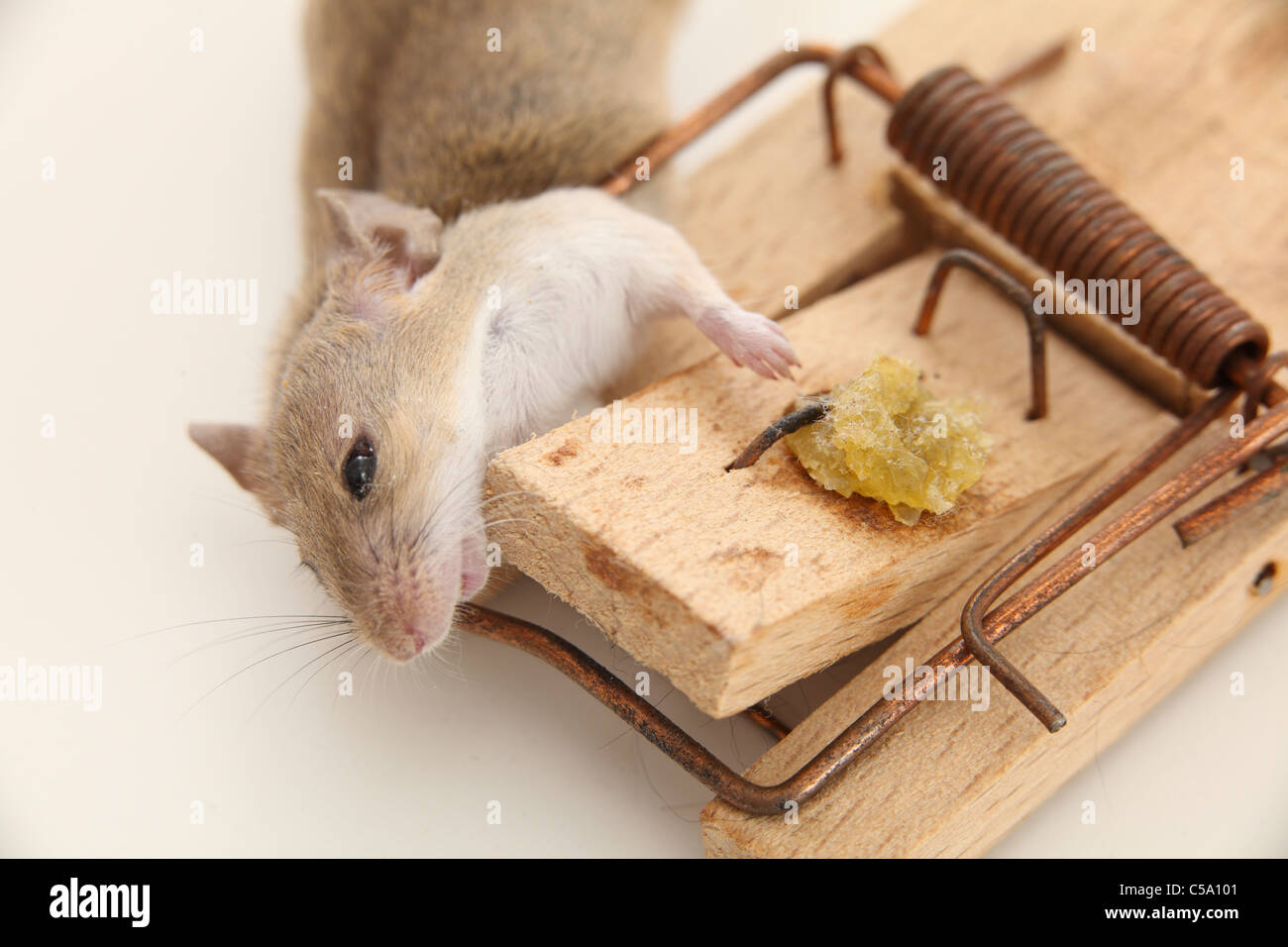 A dead mouse in a mousetrap attracted by a lump of dried fruit, extreme  close-up Stock Photo - Alamy