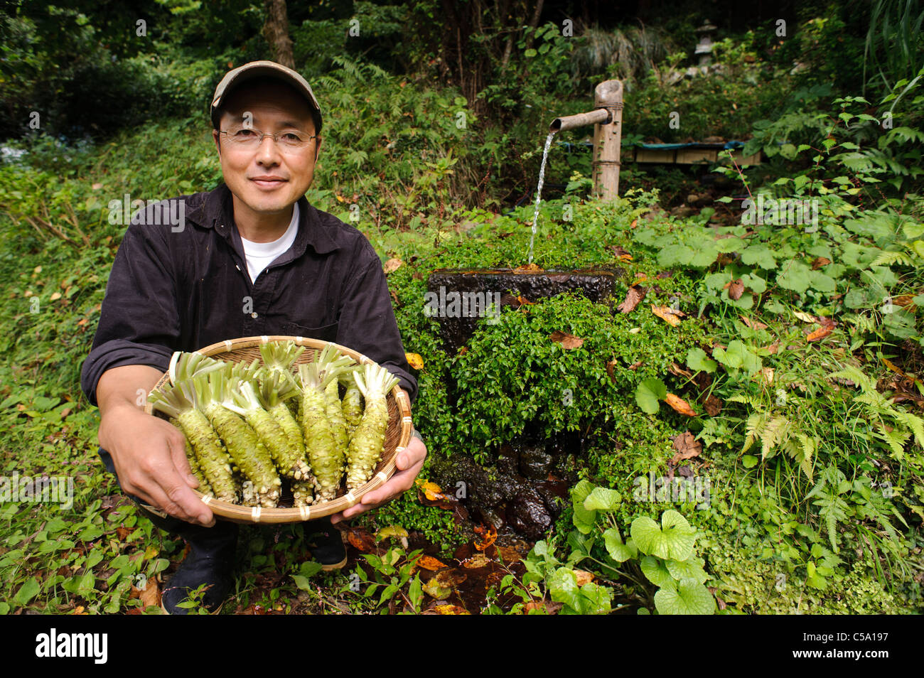 Growing wasabi hires stock photography and images Alamy