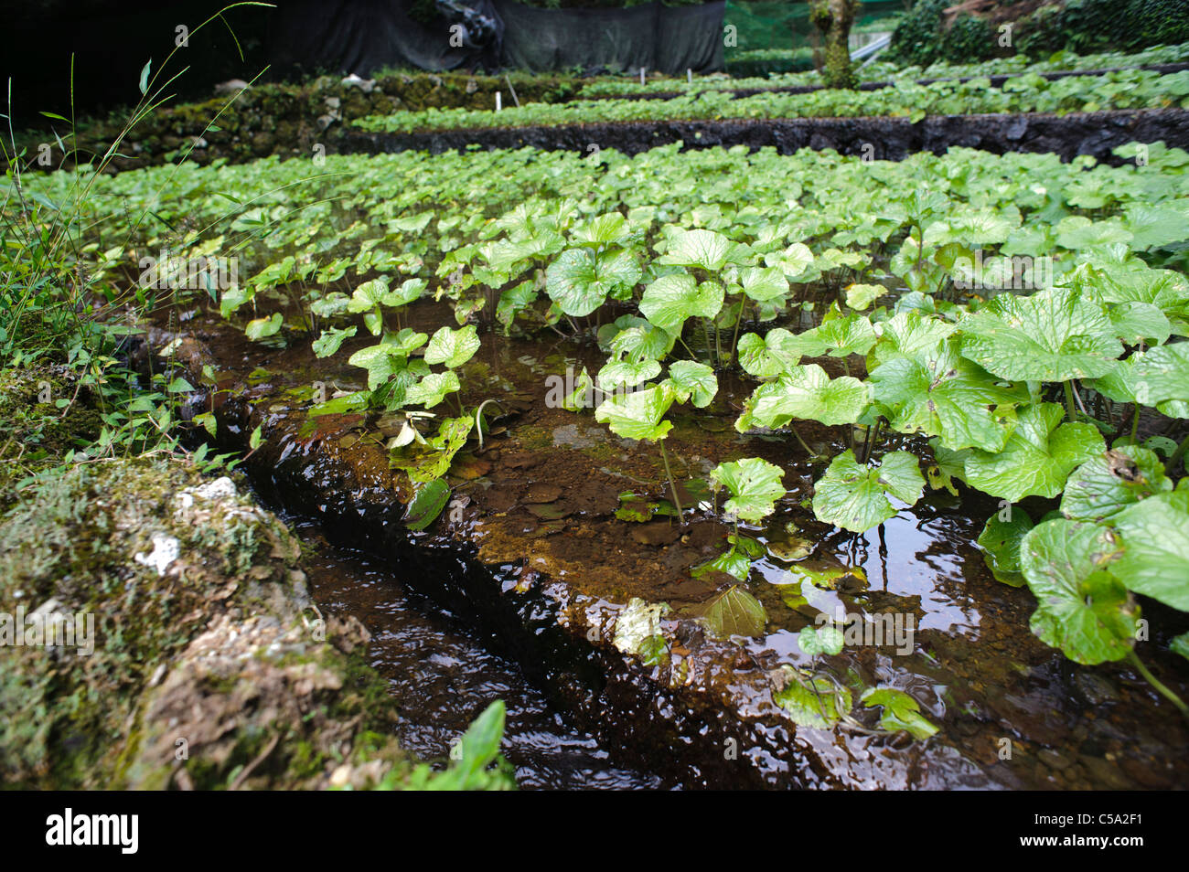 Wasabi growing in flowing water. Wasabi needs the cleanest of environments in which to grow. Stock Photo