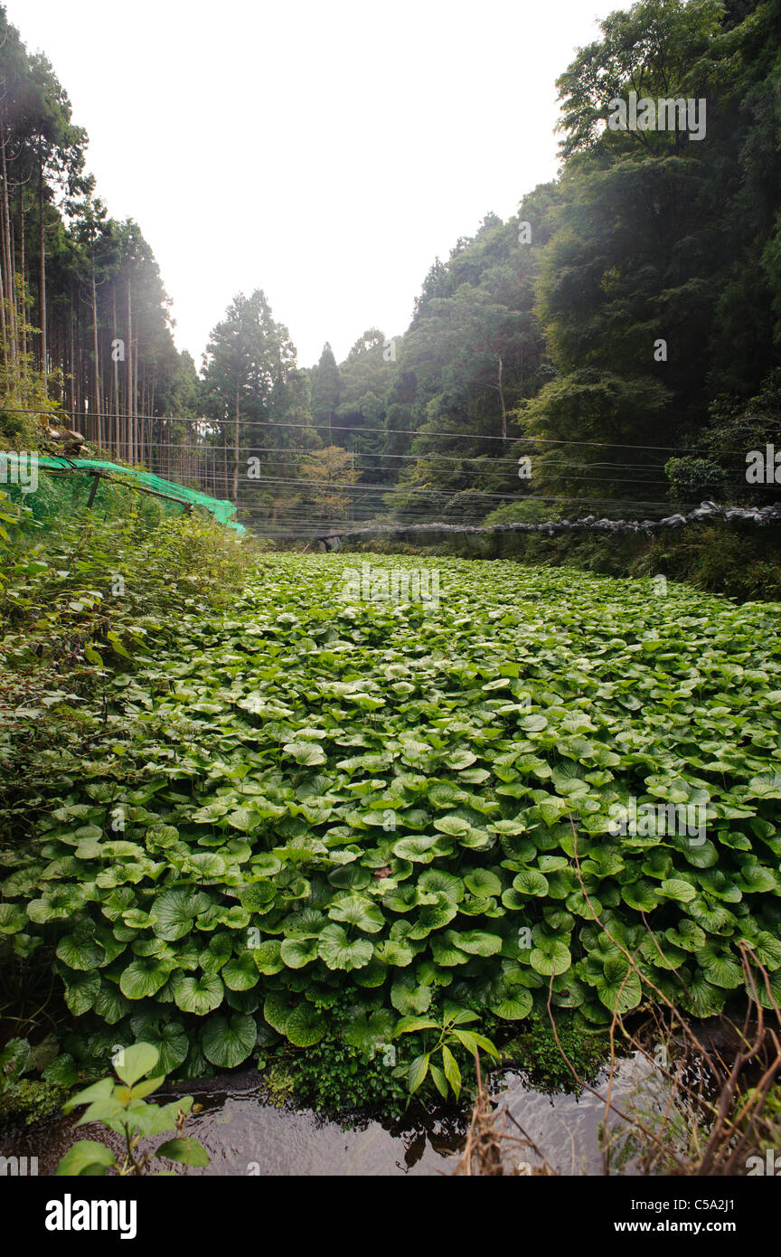 Growing wasabi hires stock photography and images Alamy