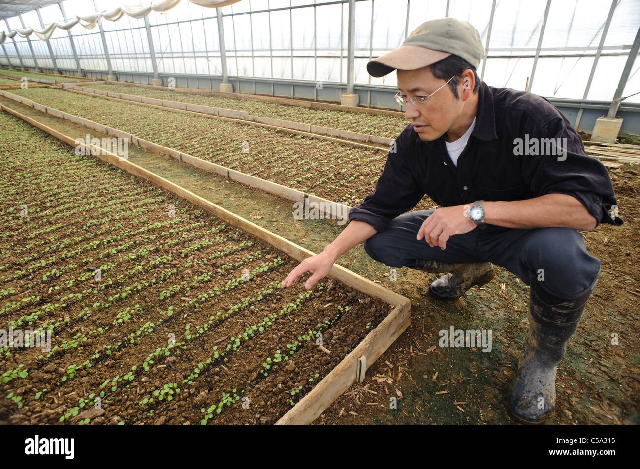 Marutou Wasabi CEO Tomoya Iida with wasabi seedlings, Shimoda, Japan, October 17, 2010. Stock Photo