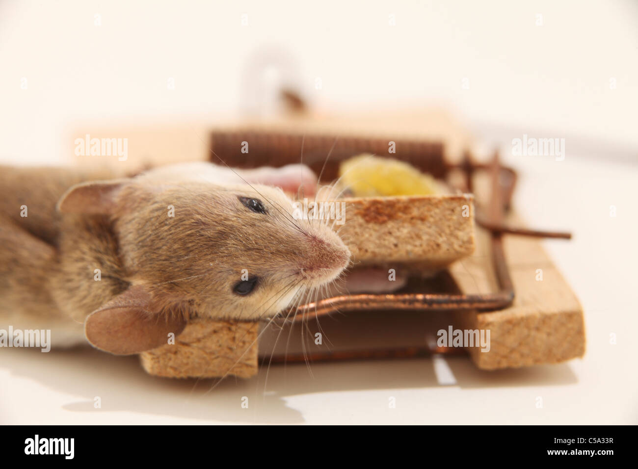 A dead mouse in a mousetrap, extreme close-up, front view Stock Photo ...