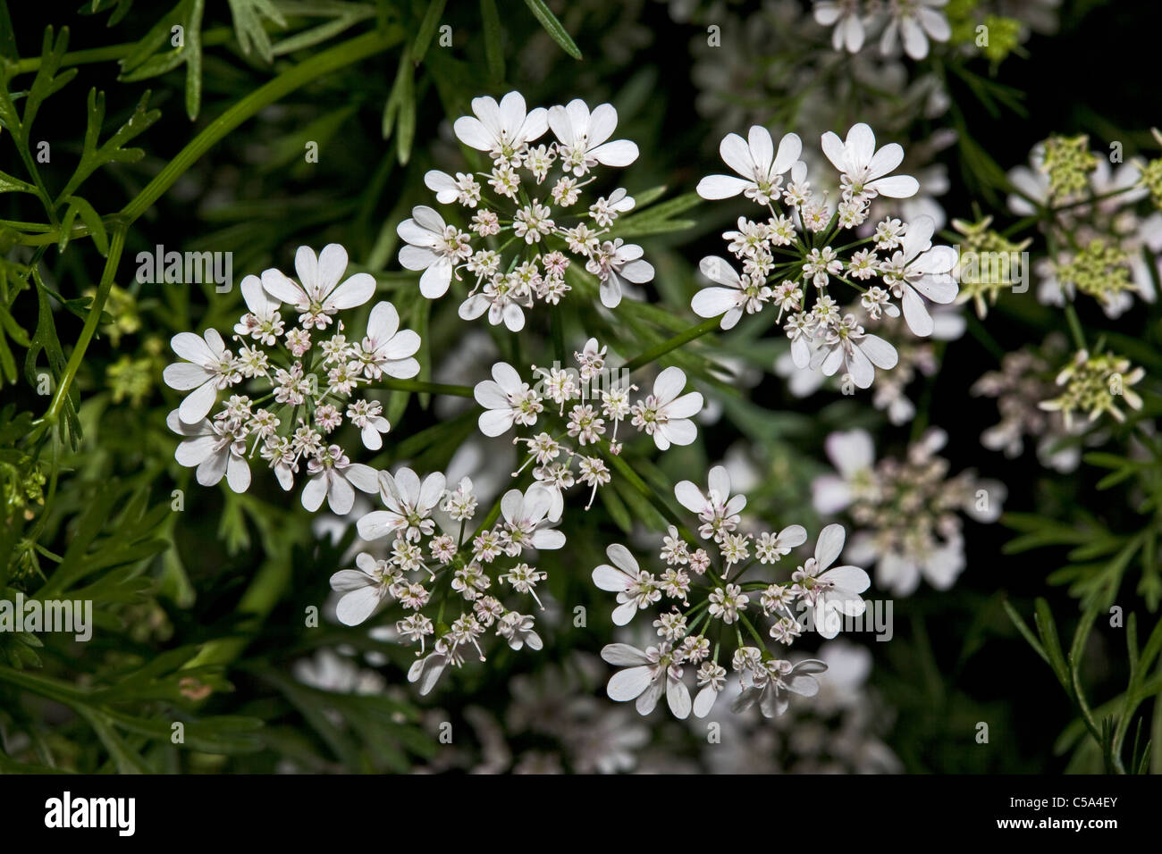 Coriander (Coriandrum sativum) July 2011 Stock Photo