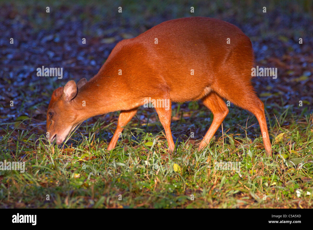 Natal red (forest) duiker Stock Photo