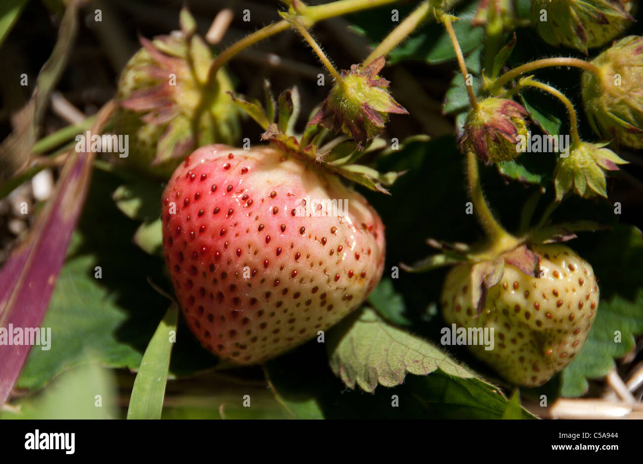 Unripe strawberry hi-res stock photography and images - Alamy