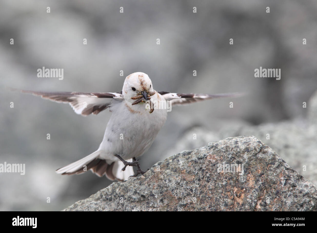 Snow bunting (Plectrophenax nivalis) with small worms for chicks. Spring 2011, Europe Stock Photo