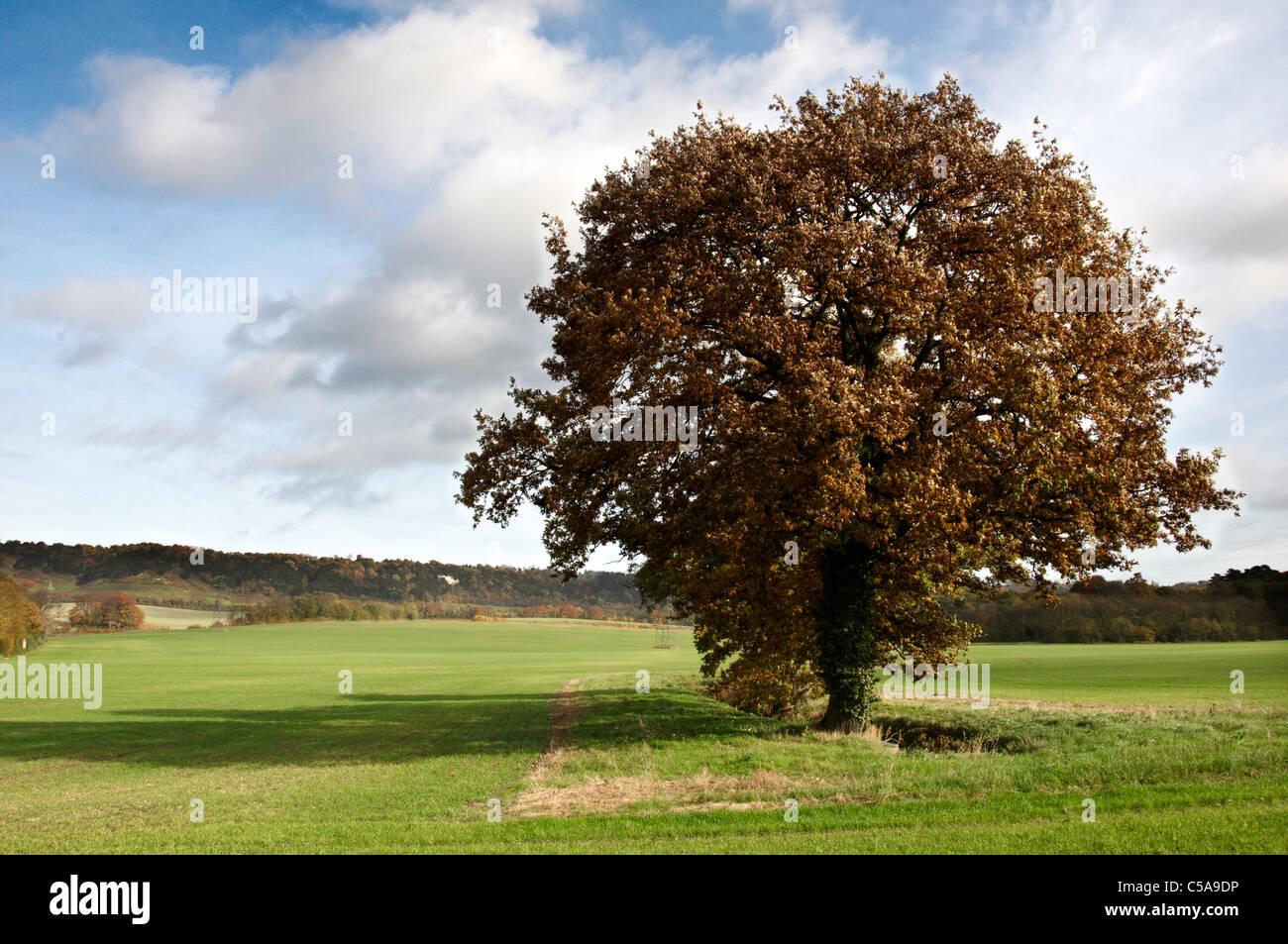 Trees in a park in Autumn Stock Photo - Alamy