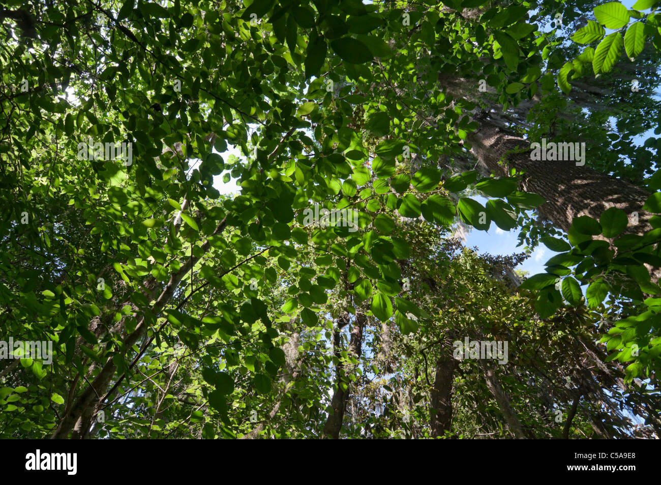 Devils Millhopper Geological State Park Gainesville Florida looking up