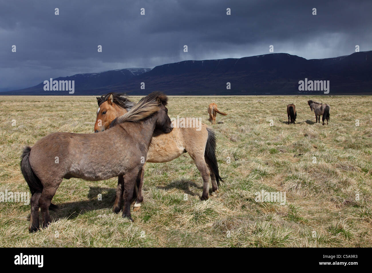 Islandic horses, Iceland pony (Equus przewalskii f. caballus) and mountains. Iceland, Europe Stock Photo