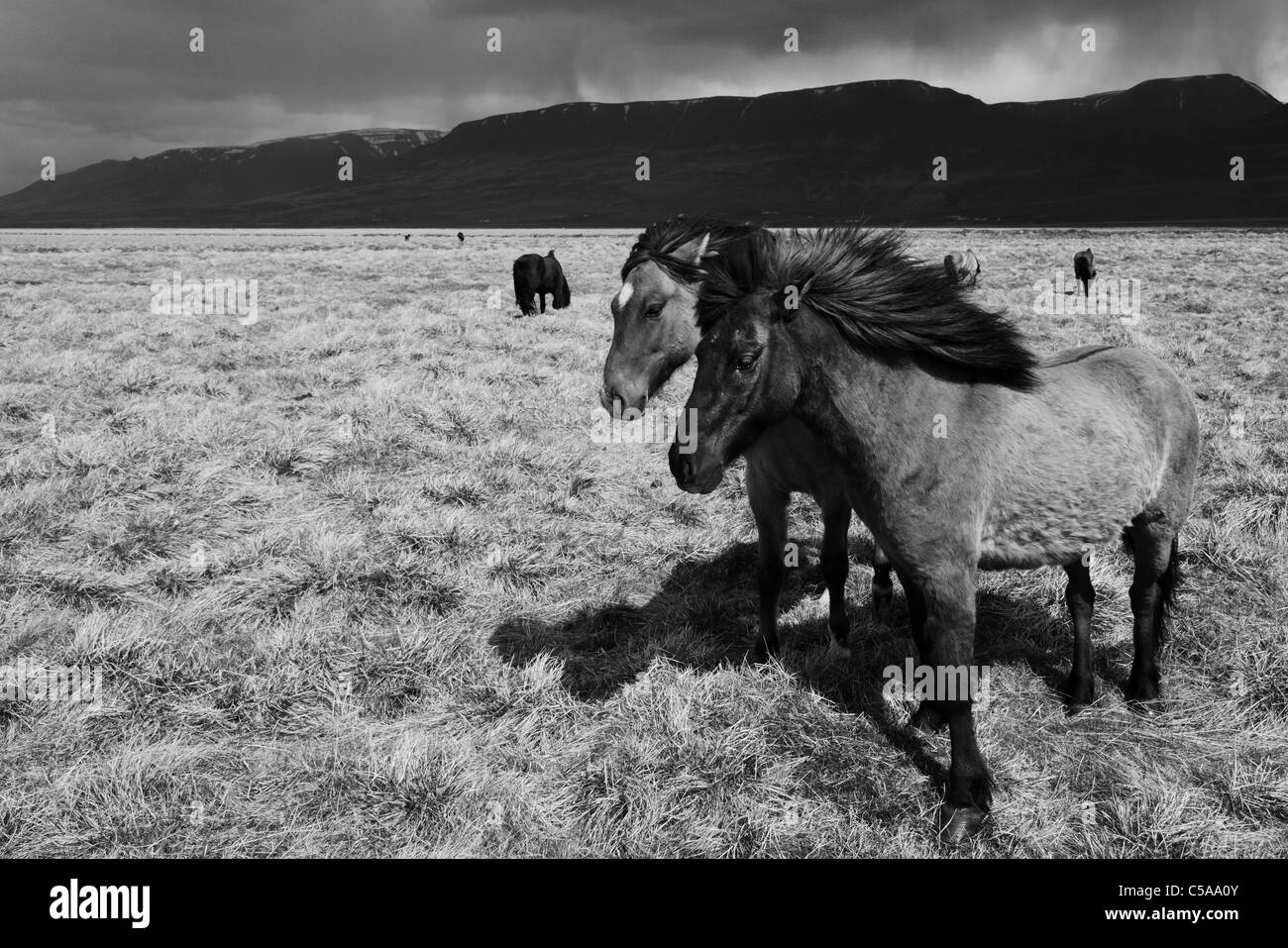 Islandic horses, Iceland pony (Equus przewalskii f. caballus) and mountains in black and white. Stock Photo