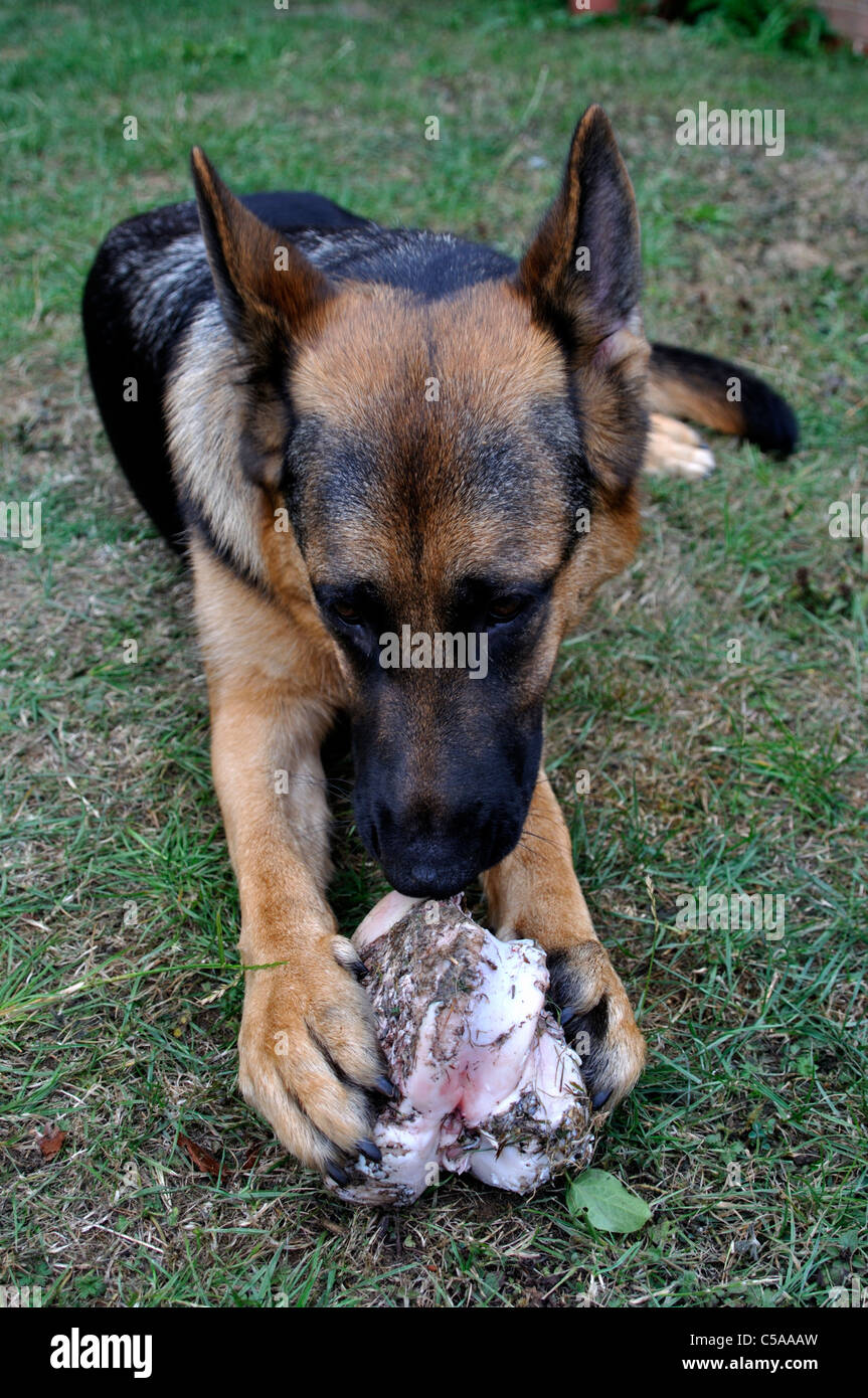 German Shepherd chewing on Bone Stock Photo Alamy