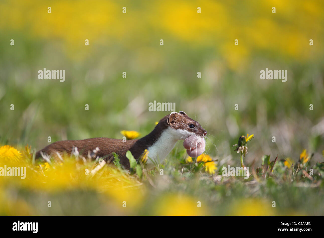 Adult stoat (Mustela erminea) in summer coat with a baby stoat in mouth. Europe Stock Photo