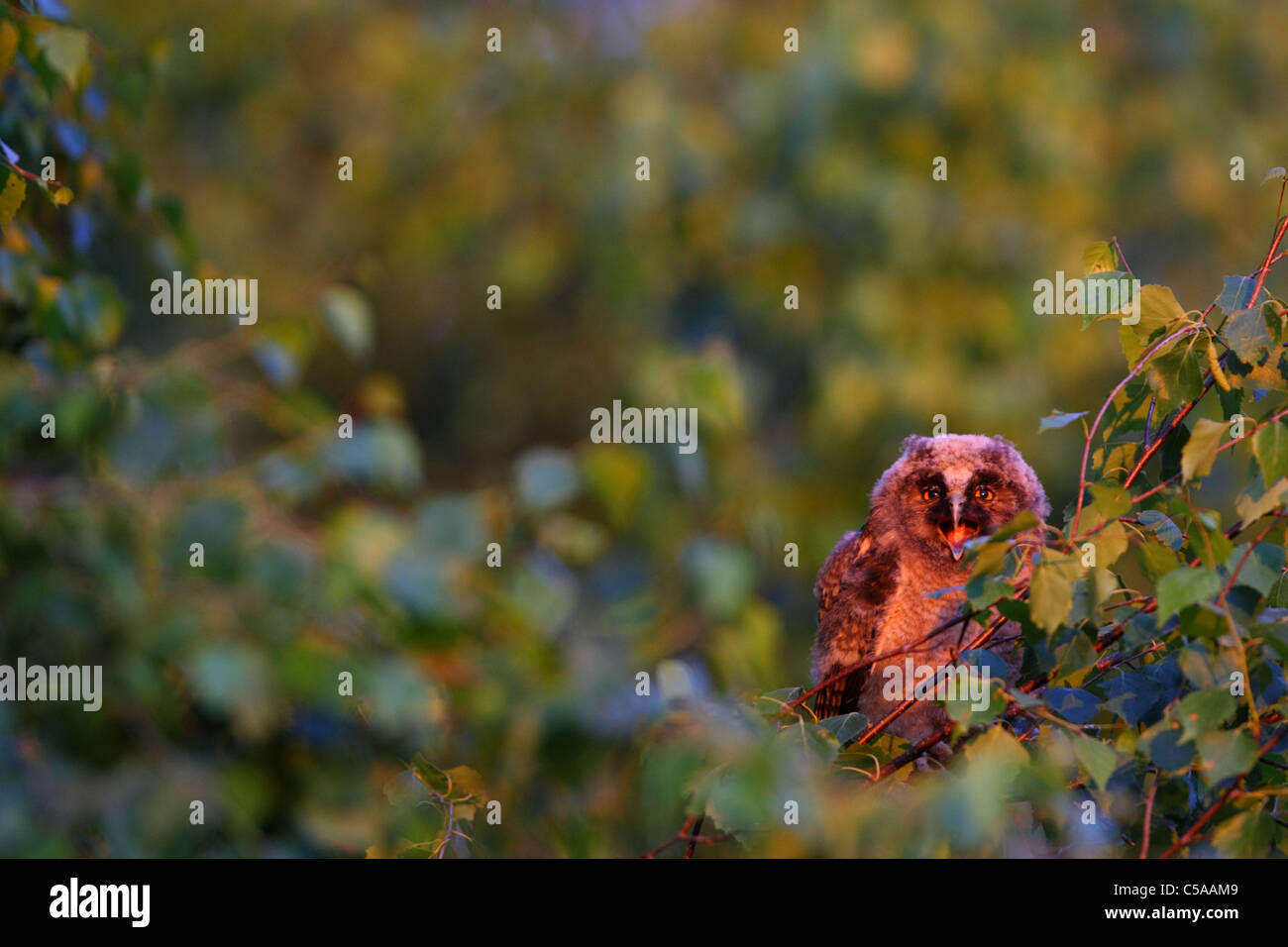Young Long-eared Owl (Asio otus) piping for food. In sunset light. Europe Stock Photo
