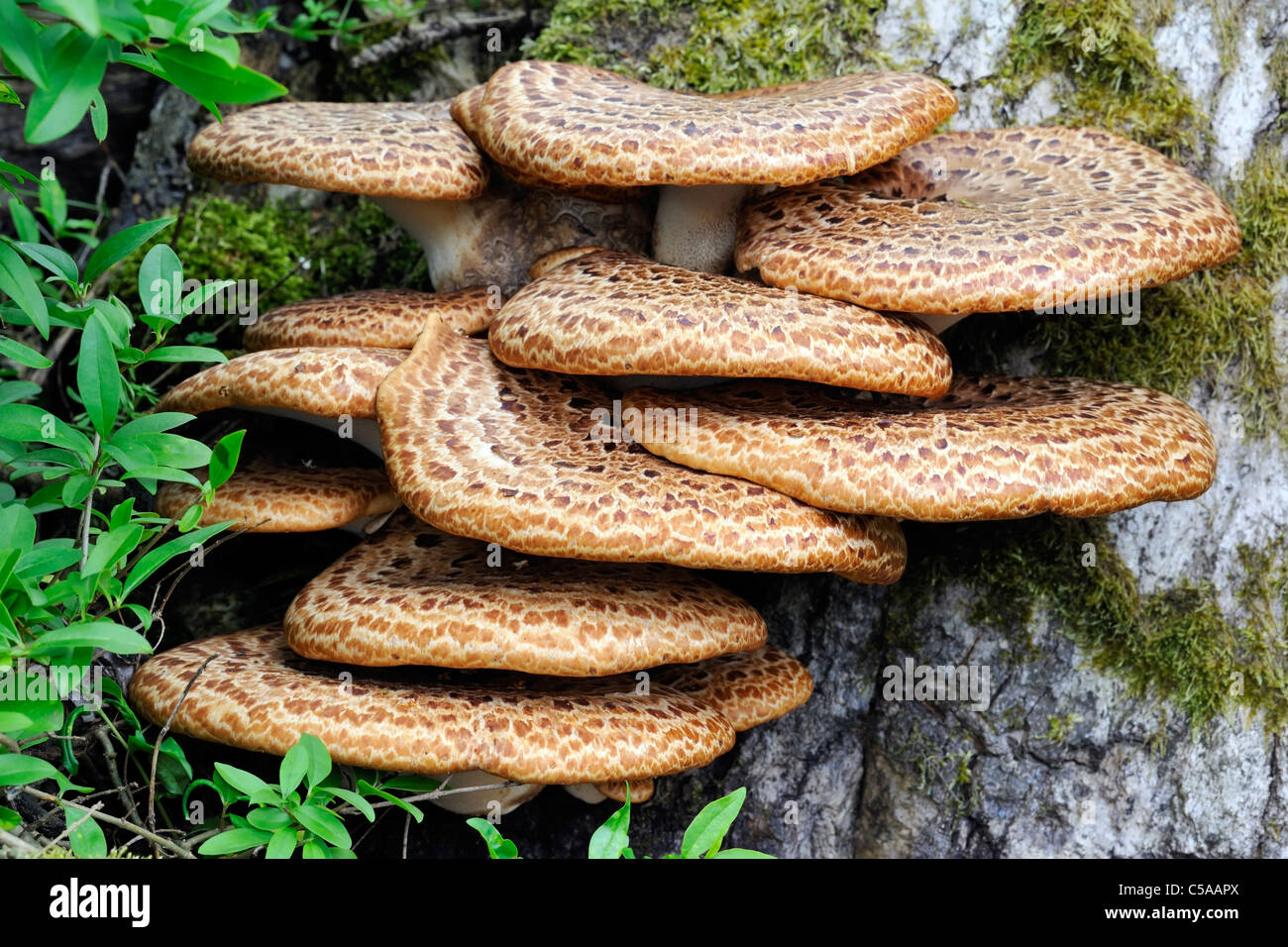 Eleven mushroom caps in a distinctive tiered array, Arkengarthdale, Yorkshire, England Stock Photo