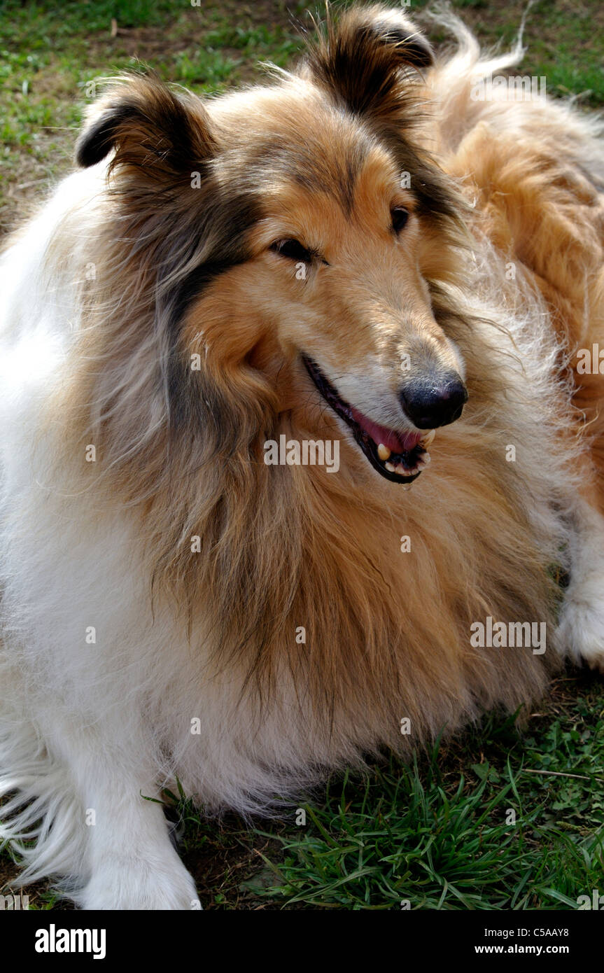 Sable & White Rough Collie relaxing in Garden Stock Photo - Alamy