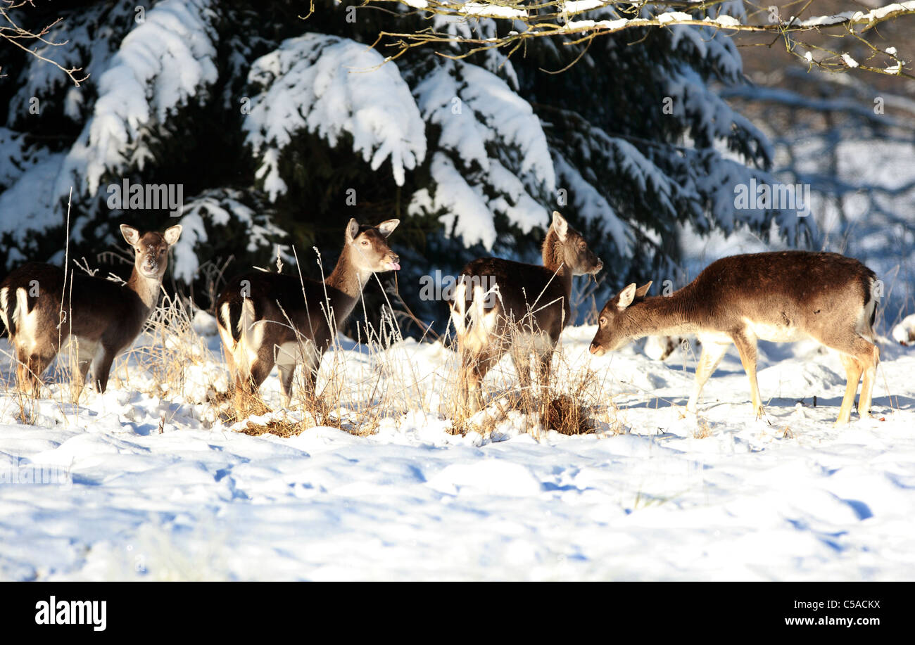 Roe deer in snow hi-res stock photography and images - Alamy