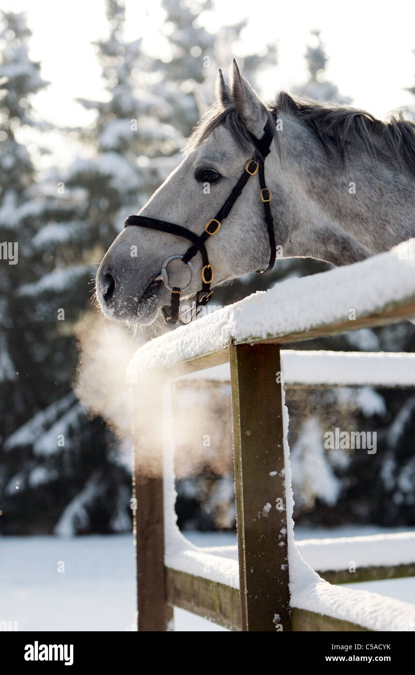 Horses leaning over fence hires stock photography and images Alamy