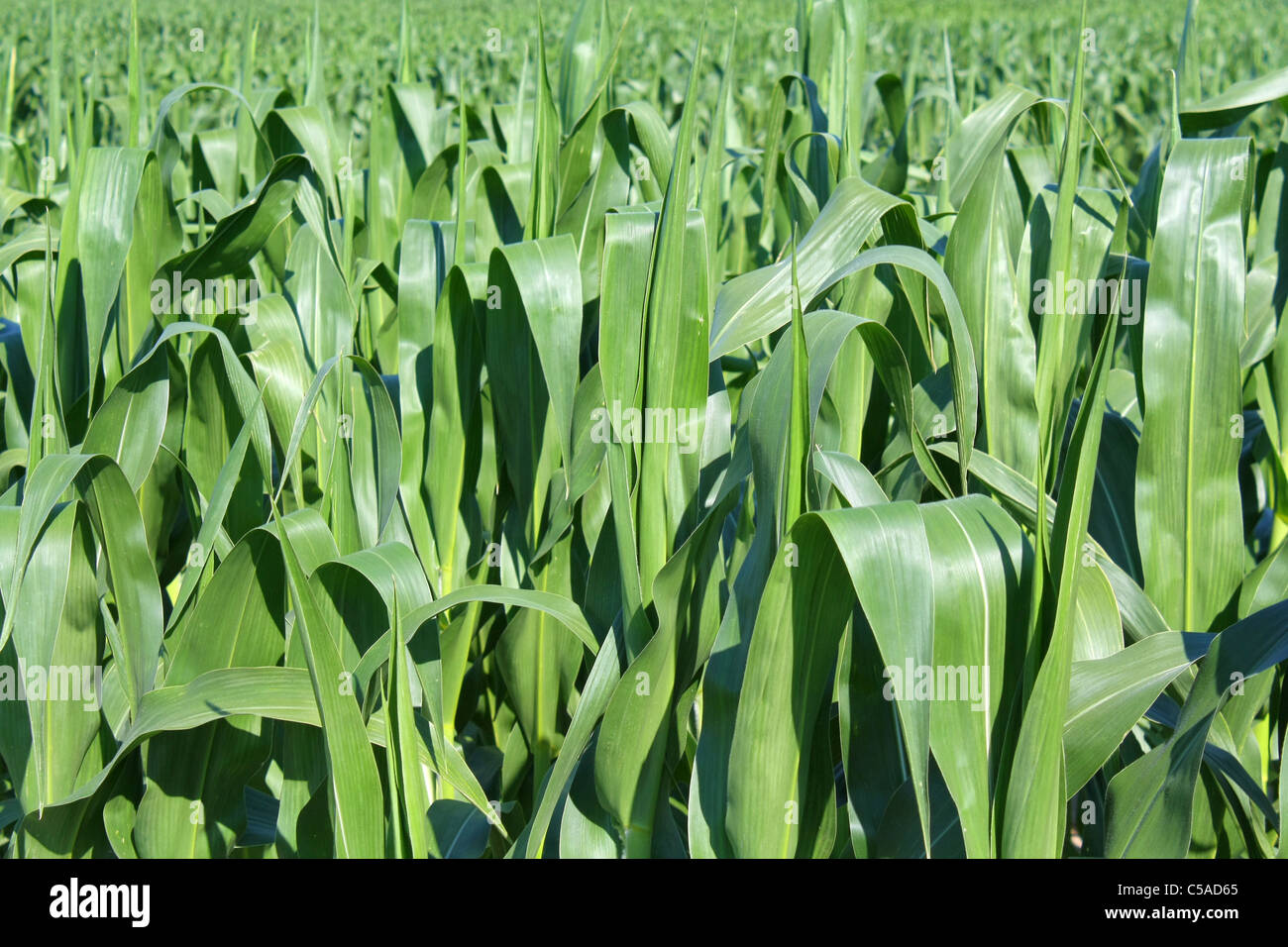 green maize field Stock Photo