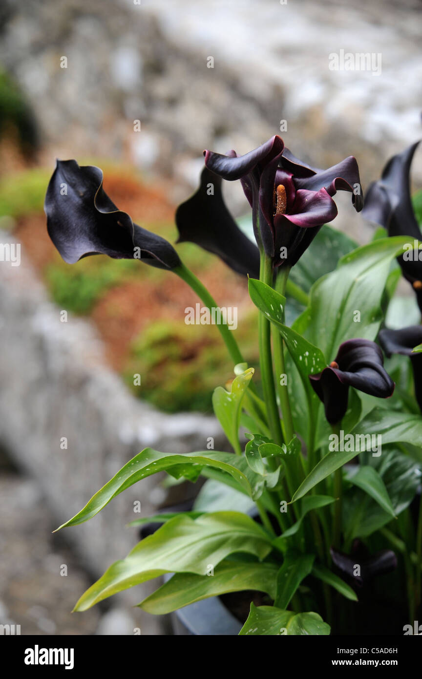 Black Calla Lilies Stock Photo